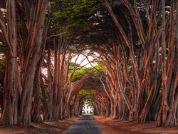 Stunning Cypress Tree Tunnel at Point Reyes National Seashore, California, United States. Fairytale trees are colored red by the light of the setting sun.