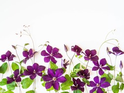 Flat lay composition of purple clematis flowers and leaves isolated on white. Top view. Copy space