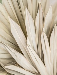 Dry palm leaves background. Close up of dried fan shaped tropical palm tree leafs. Natural background