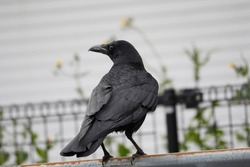A view of a Japanese crow on the fence