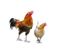 Chicken and hens isolated, background 