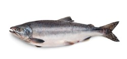 Fresh atlantic salmon fish isolated on white