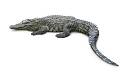 Crocodile isolated on white