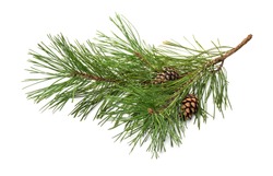 Pine tree branch and cones isolated on white