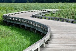 Winding boardwalk hiking trail through the wooded marsh