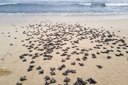 Baby sea Turtles on the beach walking to the ocean