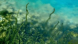 Green seaweeds and algae slowly moving in water stream at sea or river.