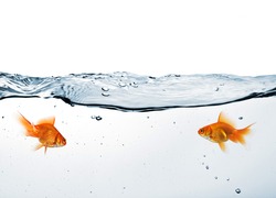 two goldfish in water isolated on white background