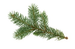  Fir tree branch isolated on white background. Pine branch. Christmas fir.