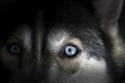Close up on blue eye of siberian husky dog in dark