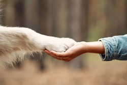 Dog is giving paw to the woman. Dog's paw in human's hand. Domestic pet.
