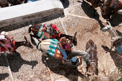 Aerial shot of a family with mule taxi in Santorini, Greece . Taxi donkeys carry tourists