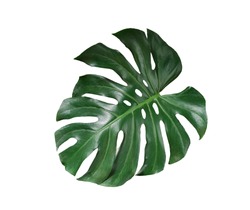 Tropical Green Monstera leaves  isolated on white background with clipping path.