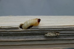 Woodworm gnaws into a piece of wood