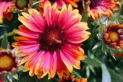 Red and yellow marguerite
	
