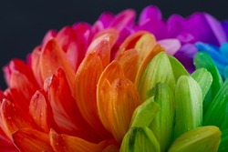 Rainbow flower isolated on black background. Colorful daisy background. Rainbow abstract surface.