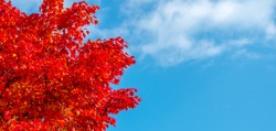 Red maple banners background. red maple leaf in the autumn season. maple leaf red with clear blue sky in the background. abstract background of red maple leaves during season change to autumn. 