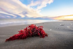 a red alga stranded on a beach at the water's edge