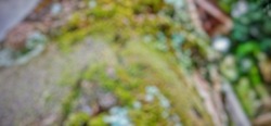 defocused abstract background of moss attached to tree bark      