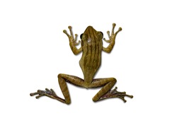 Golden Frog isolated white background with clipping path.