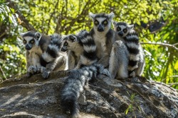 A group of four lemurs Kata (Lemur catta) sitting on a rock with green background. Lemurs kata with 
striped furry long tail. Isalo National park, Madagascar. 
