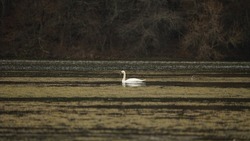 White Bird(swan),in park - Nature