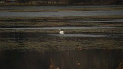 White Bird(swan),in park - Nature