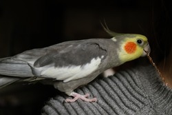
Playful parrot.Parrot cockatiel natural color.Cute bird.Pet parrot cockatiel.Gray parrot.Bird with crest.Care for a pet.