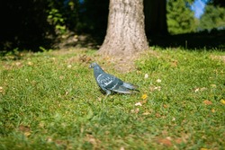 
domestic pigeon walks on the grass.portrait of a pigeon.pigeon in the park.protection of animals and birds.animal care.ornithology. treatment of birds.beautiful bird.city ​​bird on the grass.