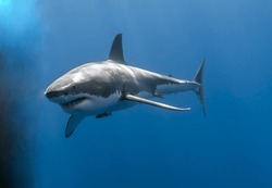 selective image of Great white shark with blue background