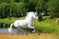 White Andalusian horse (Pura Raza Espanola) runs gallop in summer time