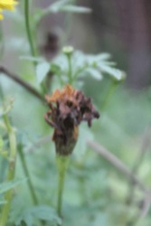 defocused abstract background of wilted flower