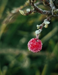  frosty Red berry fruit in winter