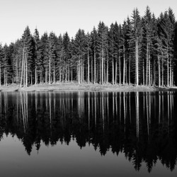 Tall trees reflected in water