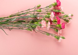 Fresh carnation flower bouquet on pink background top view with copy space. Yellow, pink and red flowers of dianthus or schabaud mockup