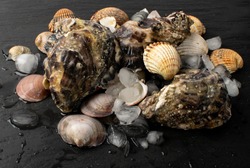 Fresh fisherman catch with oysters and mussels on ice. Raw molluscs, shellfish on black background closeup