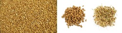 Heaps of Dried and Sprouted Wheat Isolated. Brown Grain Texture Background
