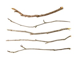 Branches set isolated. Dry twigs collection, sticks, boughs, dry thin branches, brushwood for rustic design, boho style