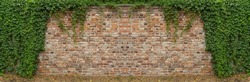 Ivy brick wall texture background. Old brick blocks wall and green creeper, ancient bricks fence, retro stonewall with copy space, brickwork exterior mockup