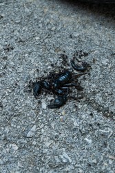 Dead black scorpion on street road.