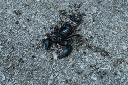 Dead black scorpion on street road.
