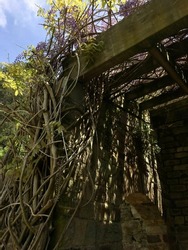 Ancient stone pergola with growing plant in Tibidabo natural park in Catalunya. Barcelona, Spain.