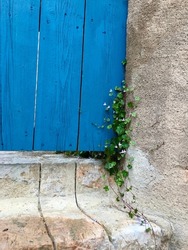 Plants growing in a blue wooden door. Palma de Mallorca, Spain