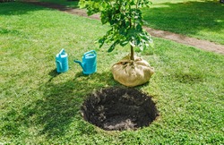 sapling tree ready for planting in the city park, concept of landscaping of the territory