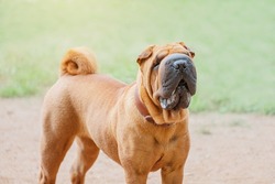 Shar Pei dog breed walking in park. Unusual and funny adorable pet from China. Adorable muzzle with numerous wrinkles and saliva secretions