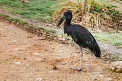 Large african bird in the zoo