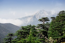 Rare and endangered Lebanese Cedar tree forest at Tahtali mountain in Turkey