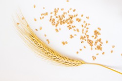 spikelets of wheat and grain on the white background. Top view