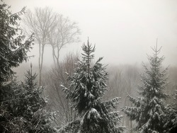 Snowy, overcast forest top with fog and gray sky in the background.