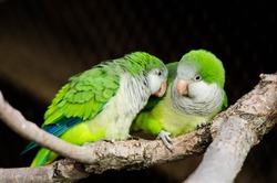 2 Green Love Birds
